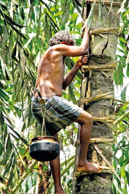 From Ella : Toddy (Kithul Raa) Experience in Ellas Village - Cultural Immersion