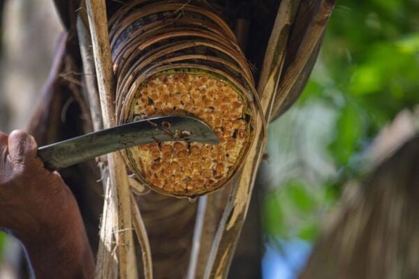From Ella : Toddy (Kithul Raa) Experience in Ellas Village - Customer Reviews