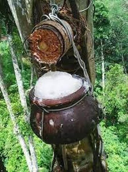From Ella : Toddy (Kithul Raa) Experience in Ellas Village - Frequently Asked Questions