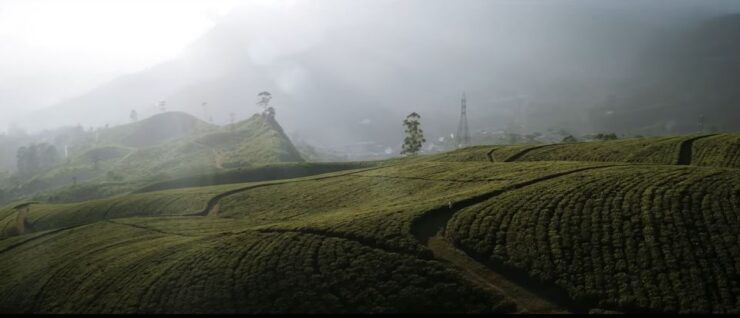 From Ella : Tours All Around Sri Lanka - Safari Adventures in Yala/Udawalava