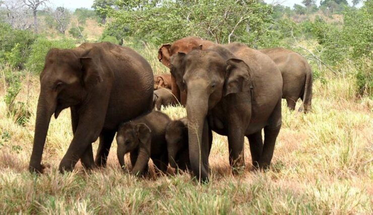 From Ella :- Udawalawa Safari & Elephant Transit Home Tour - Activity Details