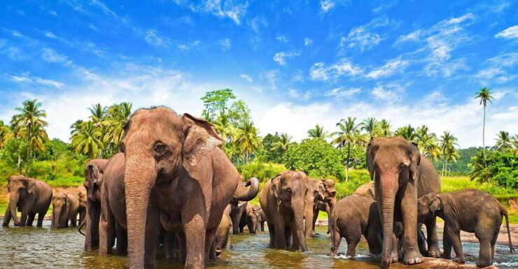 From Ella :- Udawalawa Safari & Elephant Transit Home Tour - Highlights