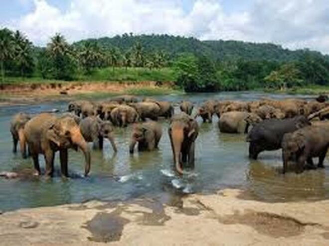 From Ella :- Udawalawa Safari & Elephant Transit Home Tour - Udawalawe Town and National Park