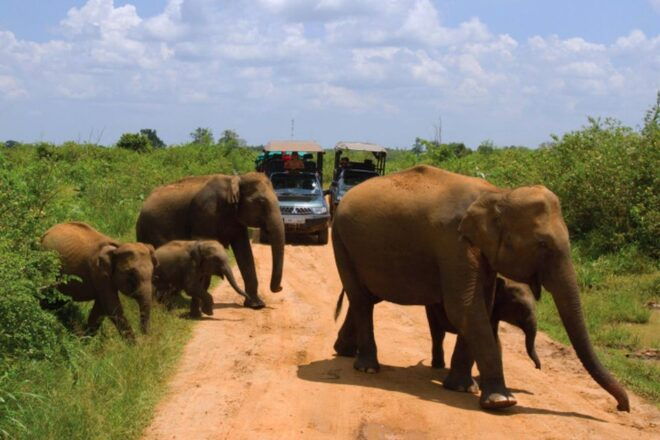 From Ella :- Udawalawa Safari & Elephant Transit Home Tour - Tour The Sum Up