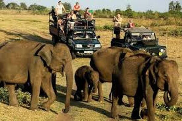 From Ella :- Udawalawa Safari & Elephant Transit Home Tour - Directions