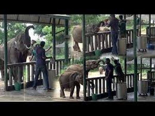 From Ella :- Udawalawa Safari & Elephant Transit Home Tour - Common Questions