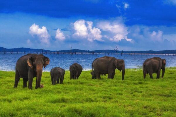 From Ella :- Udawalawa Safari & Elephant Transit Home Tour - The Sum Up