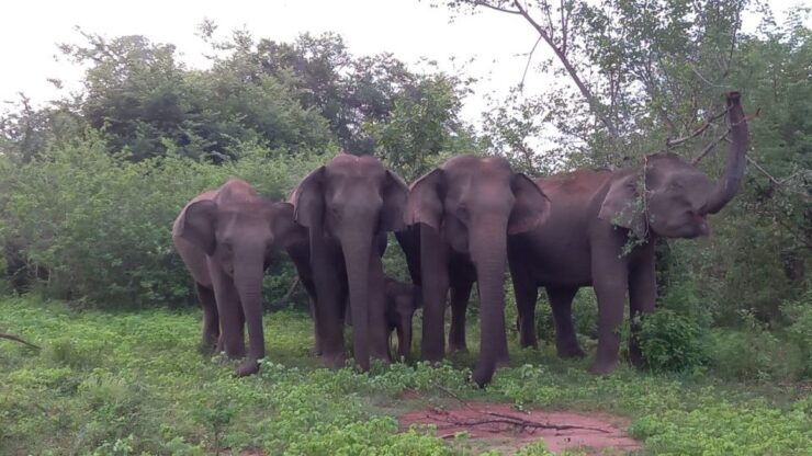 From Ella: Udawalawe National Park Safari Tour - Activity Details