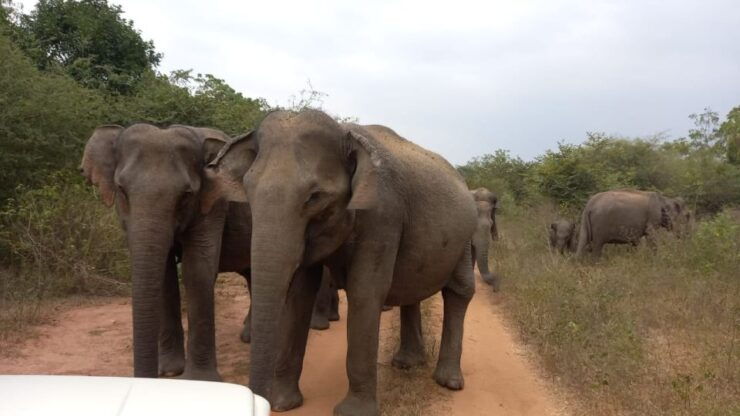 From Ella: Udawalawe National Park Safari Tour - Experience Highlights