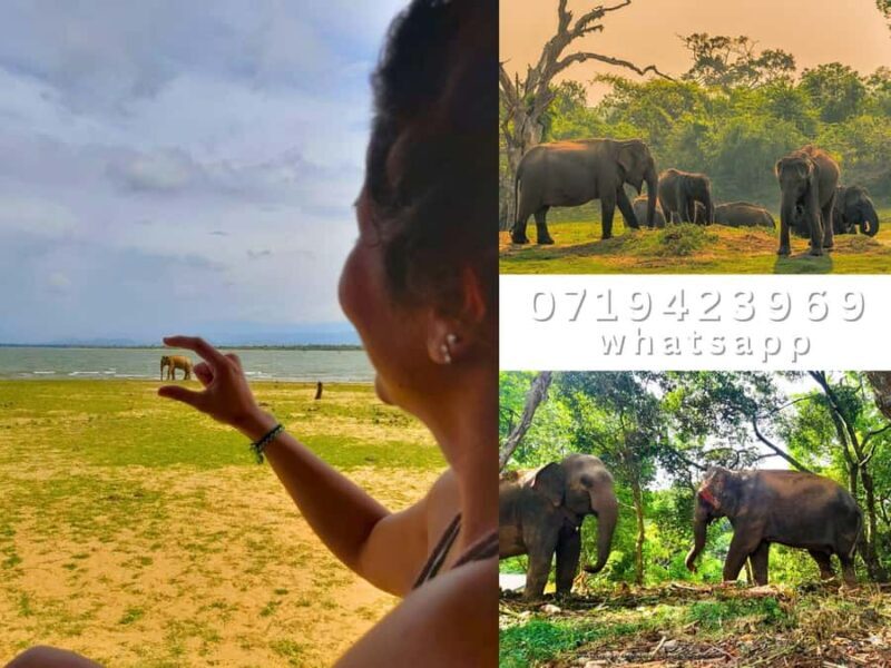 From Ella: Udawalawe National Park Safari with Return - The Practical Side of the Udawalawe Safari Tour  