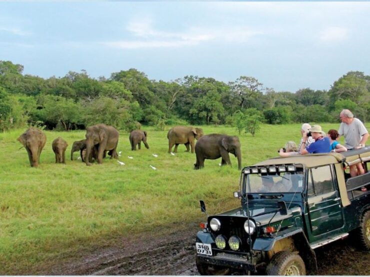From Ella: Udawalawe Safari & Local Lunch Adventure - Safari Experience Overview