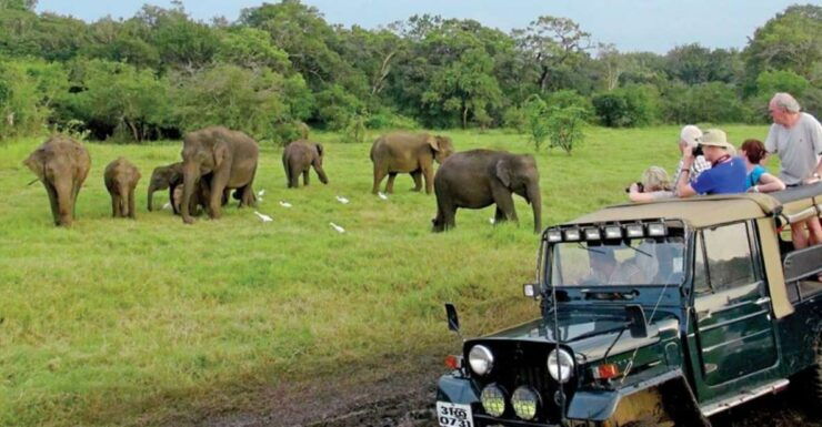 From Ella: Udawalawe Safari & Local Lunch Adventure - Booking and Logistics Details