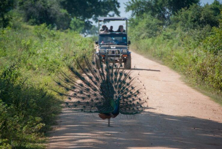 From Ella: Udawalawe Safari With Elephant Transit Home - Safari Experience