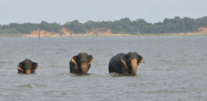 From Ella: Udawalawe Safari With Elephant Transit Home - Reviews