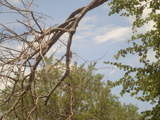 From Ella: Udawalawe Safari With Elephant Transit Home - Pricing and Inclusions