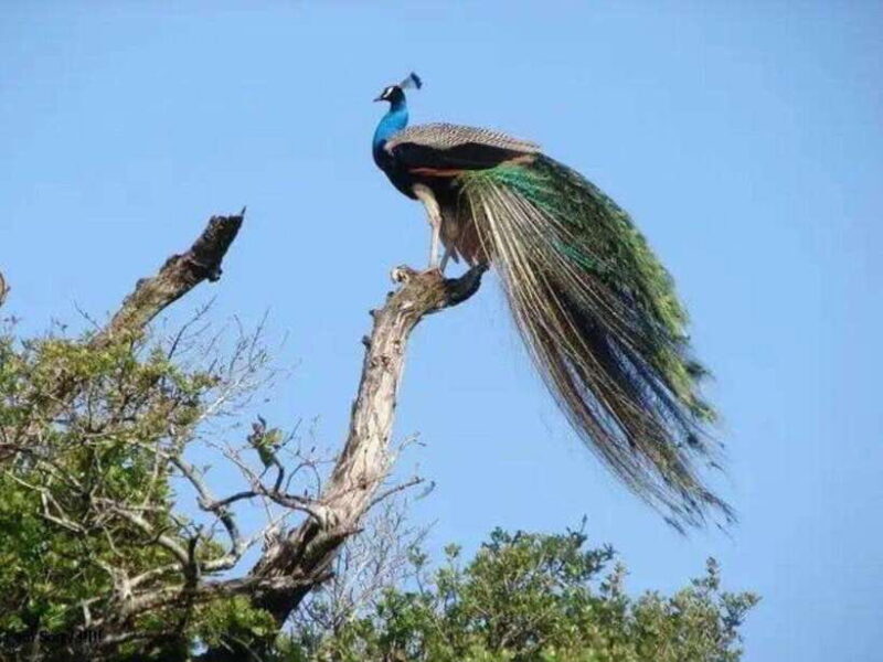 From Ella: Udawalawe & Yala National Parks 2-Day Tour - FAQ