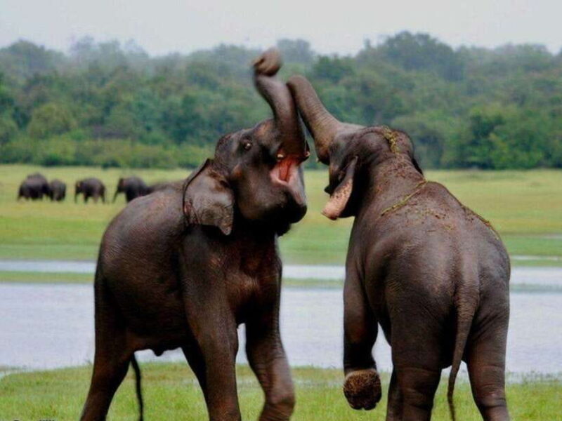 From Ella: Udawalawe & Yala National Parks 2-Day Tour - Final Thoughts