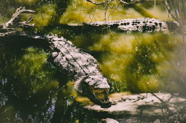 From Ella : Udawalawe & YALA Safaris With Breakfast & Lunch - Booking Information