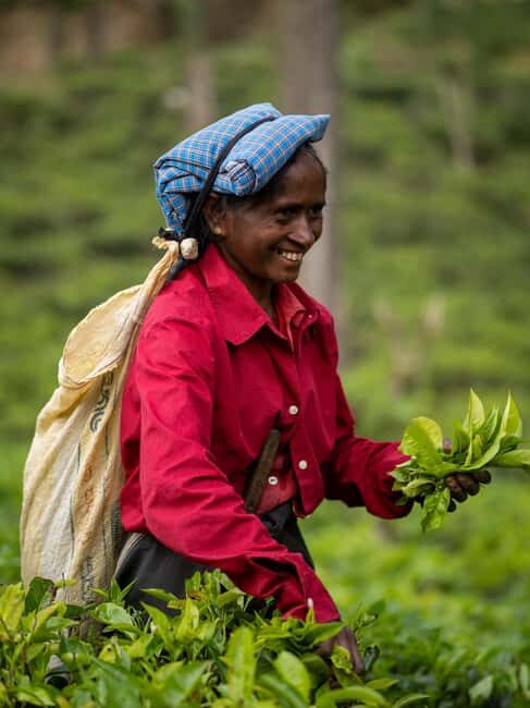 From Ella : Waterfalls, Nine Arch Bridge, Little Adam's Peak - Good To Know