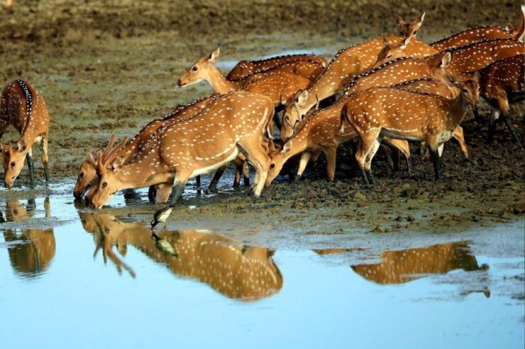 From Ella: Yala Leopard Safari & Local Lunch Adventure - Experience Highlights
