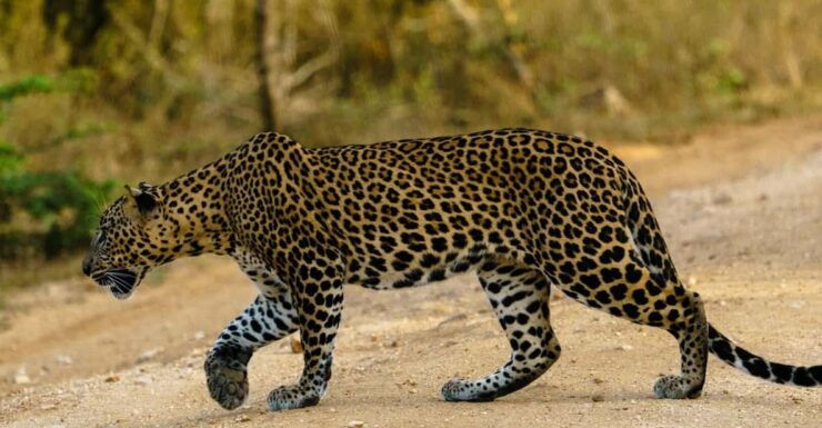 From Ella : Yala National Park 4*4 Leopard Safari Tour - Itinerary Details