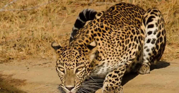 From Ella : Yala National Park Leopard Safari Tour by 4*4 - Good To Know