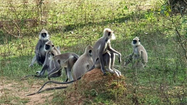 From Ella : Yala National Park Leopard Safari Tour by 4*4 - Booking Information
