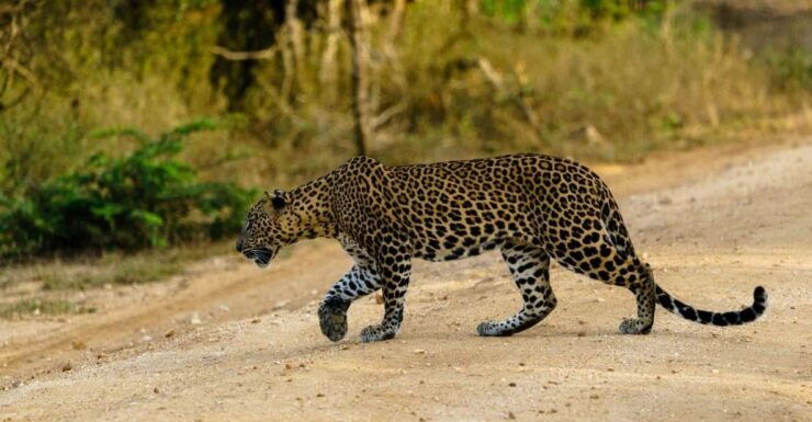 From Ella - Yala National Park Leopard Safari Tour - Good To Know