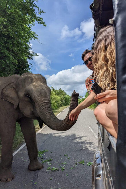 From Ella - Yala National Park Leopard Safari Tour - Customer Feedback
