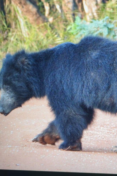 From Ella : Yala National Park Safari & Dropoff in Arugambay - Tips for Safari Success