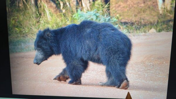 From Ella : Yala National Park Safari & Dropoff in Arugambay - Frequently Asked Questions