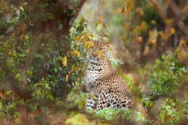 From Ella : Yala National Park Safari Tour - Wildlife in Yala National Park