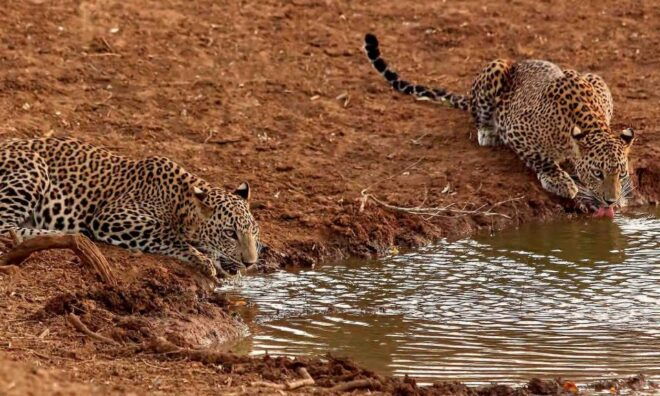 From Ella : Yala National Park Safari Tour - Location and Tour Details