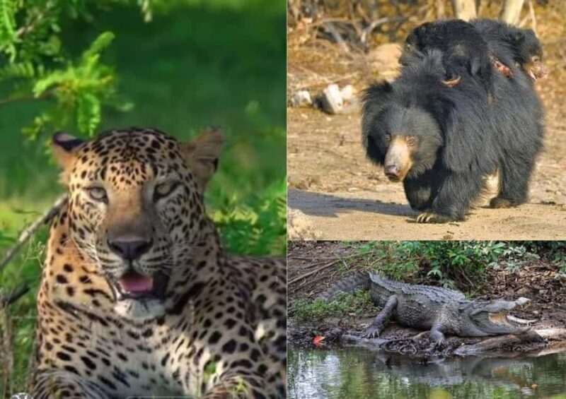 From Ella: YALA National park safari tour with Return - The Itinerary in Detail