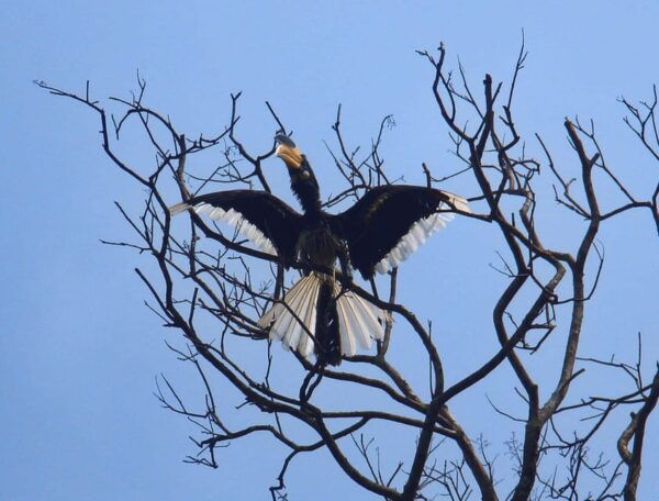 From Ella: Yala National Park Thrilling 4x4 Safari Adventure - Best Time to Visit Yala