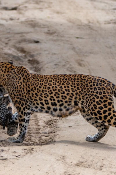 From Ella: Yala National Park Thrilling 4x4 Safari Adventure - What to Expect on Safari