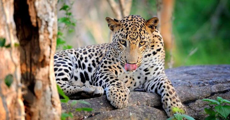 From Ella :- Yala National Park Thrilling Half-Day Safari - Pickup and Drop-off Locations