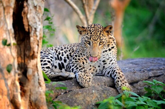 From Ella :- Yala National Park Thrilling Half-Day Safari - Yala National Park Safari Details