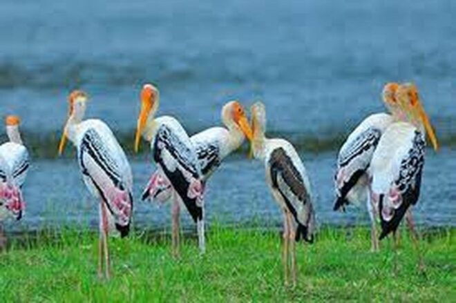 From Ella :- Yala National Park Thrilling Half-Day Safari - Safari Activities