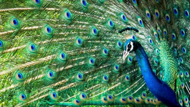 From Ella :- Yala National Park Thrilling Half-Day Safari - Black Cab for Return Journey