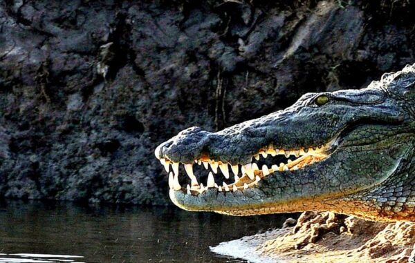 From Ella :- Yala National Park Thrilling Half-Day Safari - Summary of the Thrilling Safari