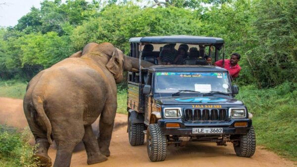 From Ella :- Yala National Park Thrilling Half-Day Safari - Additional Information