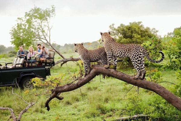 From Ella :- Yala National Park Thrilling Half-Day Safari - Common Questions