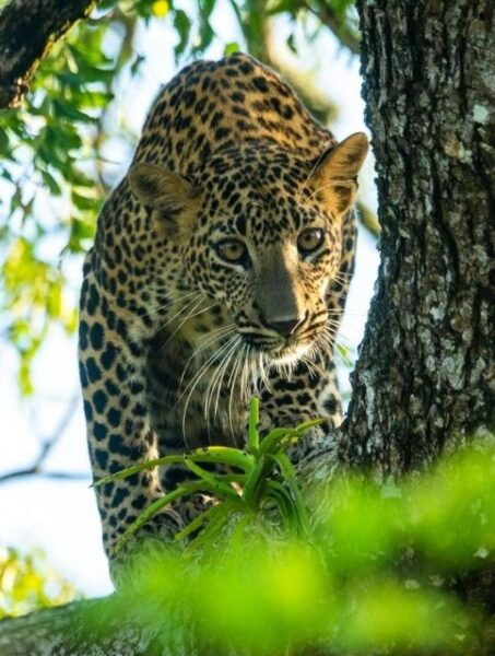 From Ella :- Yala National Park Thrilling Half-Day Safari - The Sum Up