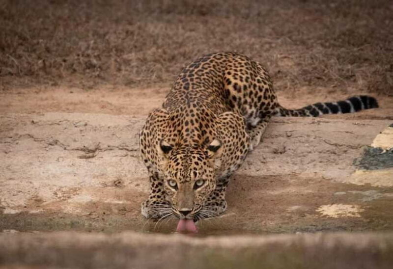 From Ella: Yala Safari & Drop at : Arugambay - FAQ