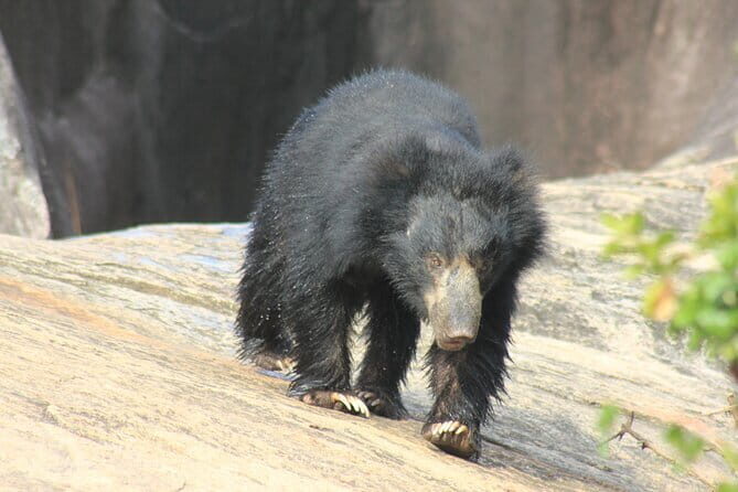 From: Ella - YALA Safari - Drop off: Arugam Bay / Arugambay - FAQ