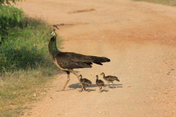 From: Ella - YALA Safari - To: Ahungalla (Special Offer) - Important Information and Policies