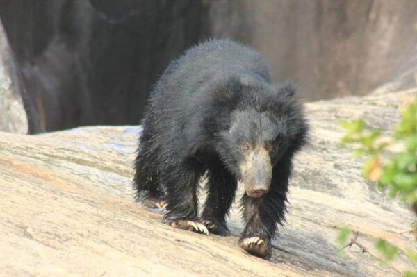 From: Ella - YALA Safari - To: Aluthgama (Special Offer) - Special Discounts and Offers