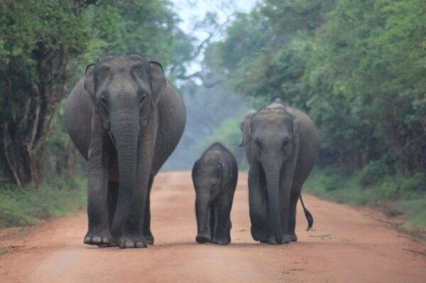 From : Ella - YALA Safari - To: Hikkaduwa (Special Offer) - Booking and Cancellation Policy