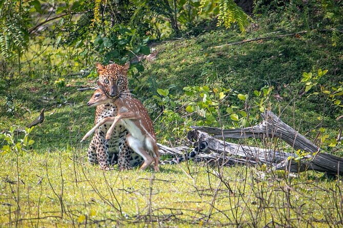 From Ella: YALA SAFARI TOUR & Galle/Mirissa/Tangalle transfer - What to Expect from the Yala Safari & Transfer Experience